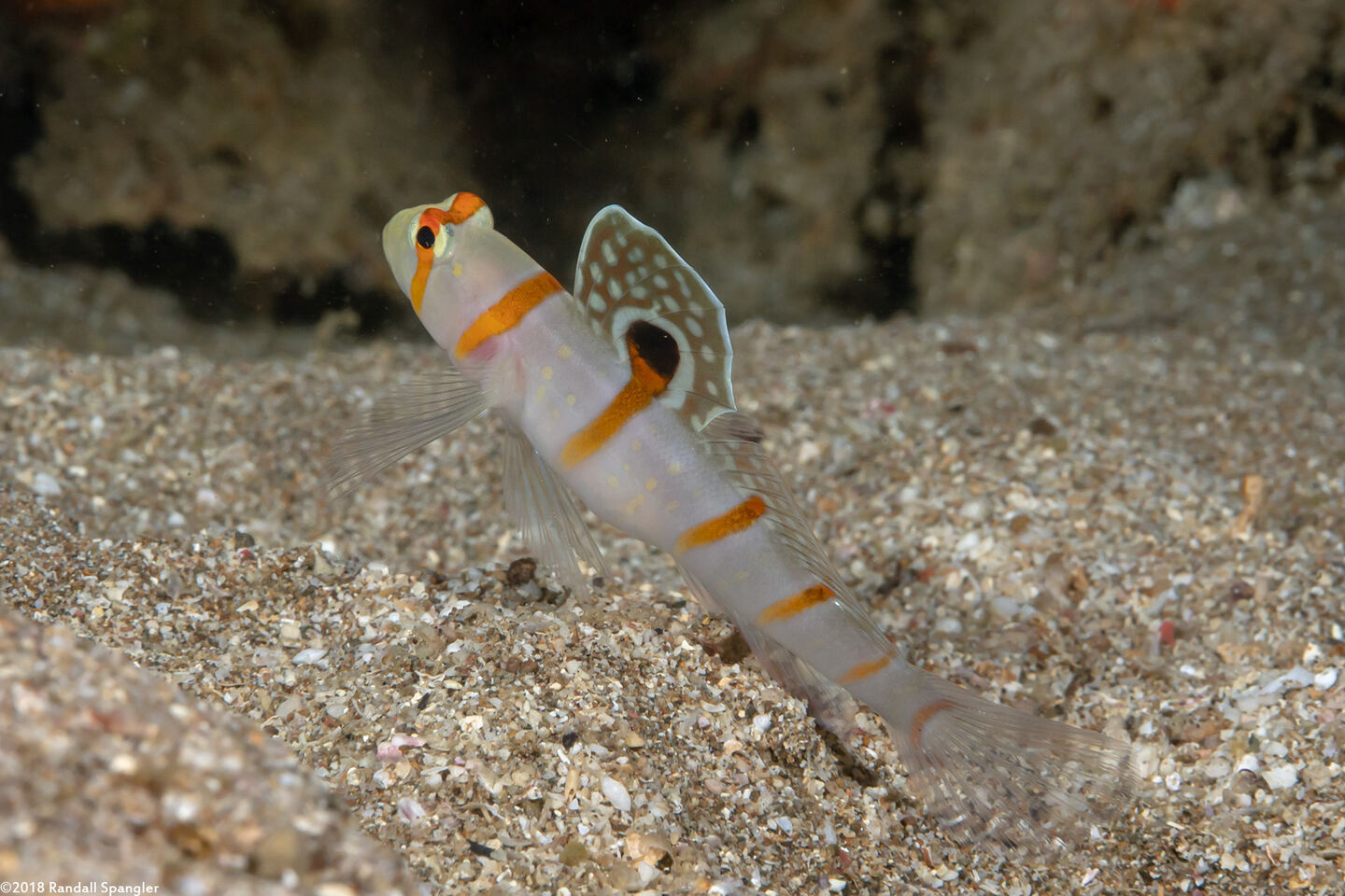 Amblyeleotris randalli (Randall's Shrimpgoby)