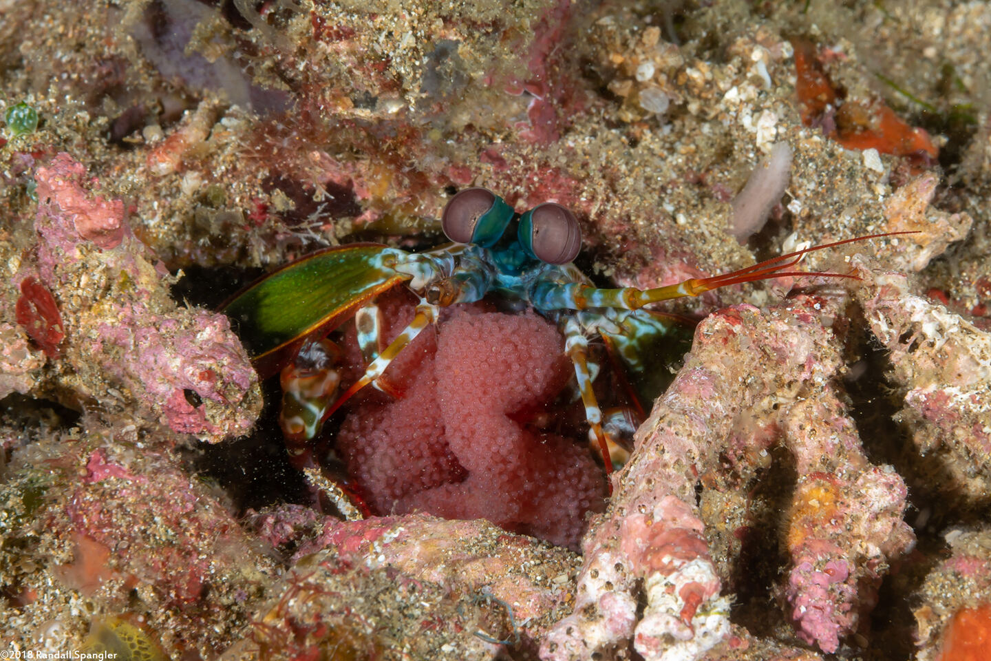 Odontodactylus scyllarus (Peacock Mantis Shrimp)