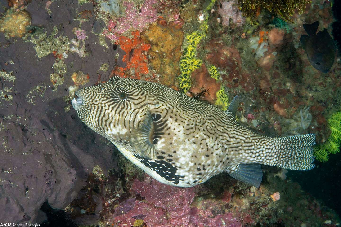 Arothron mappa (Map Puffer)