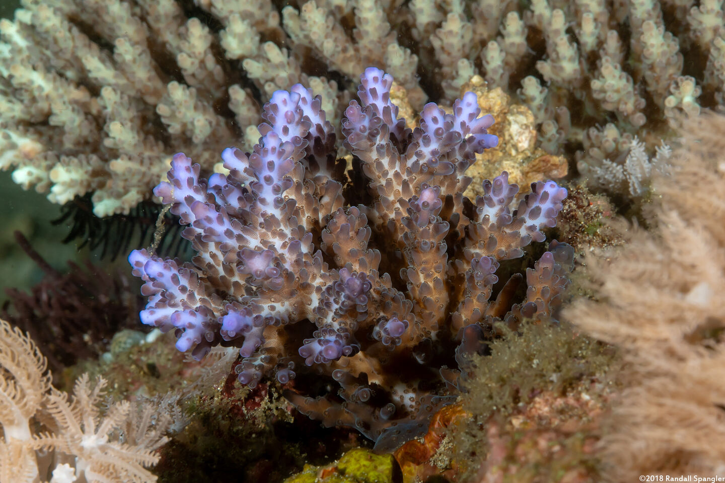 Acropora cerealis (Grain Coral)
