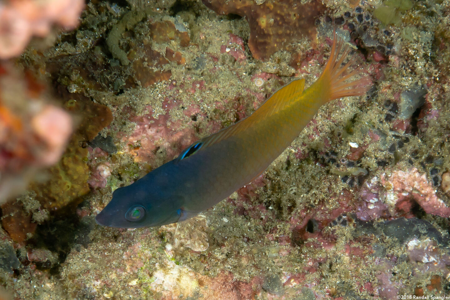 Halichoeres prosopeion (Twotone Wrasse)
