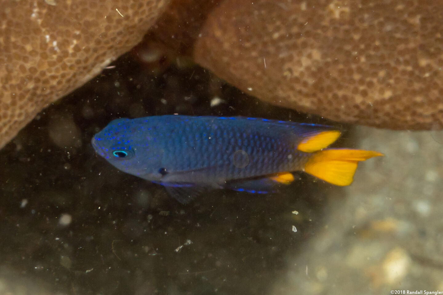 Pomacentrus philippinus (Philippine Damsel)