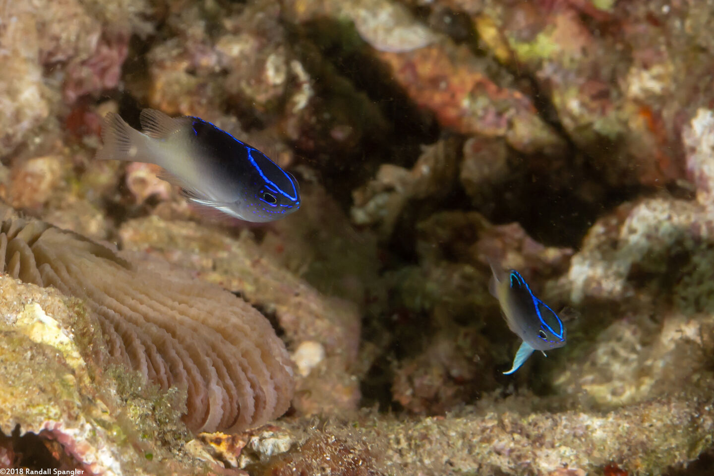 Chrysiptera rollandi (Rolland's Damsel)