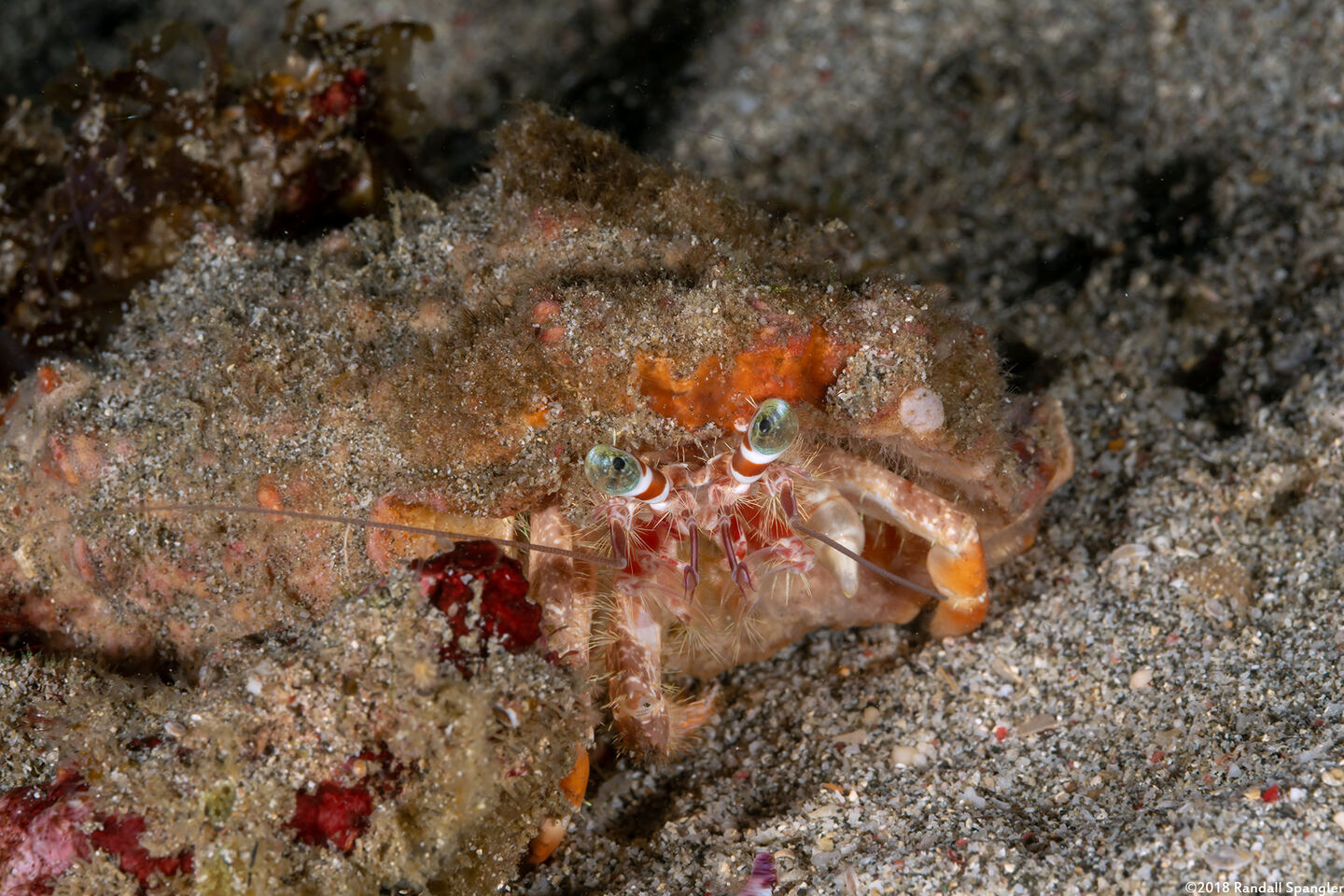 Dardanus pedunculatus (Anemone Hermit Crab)