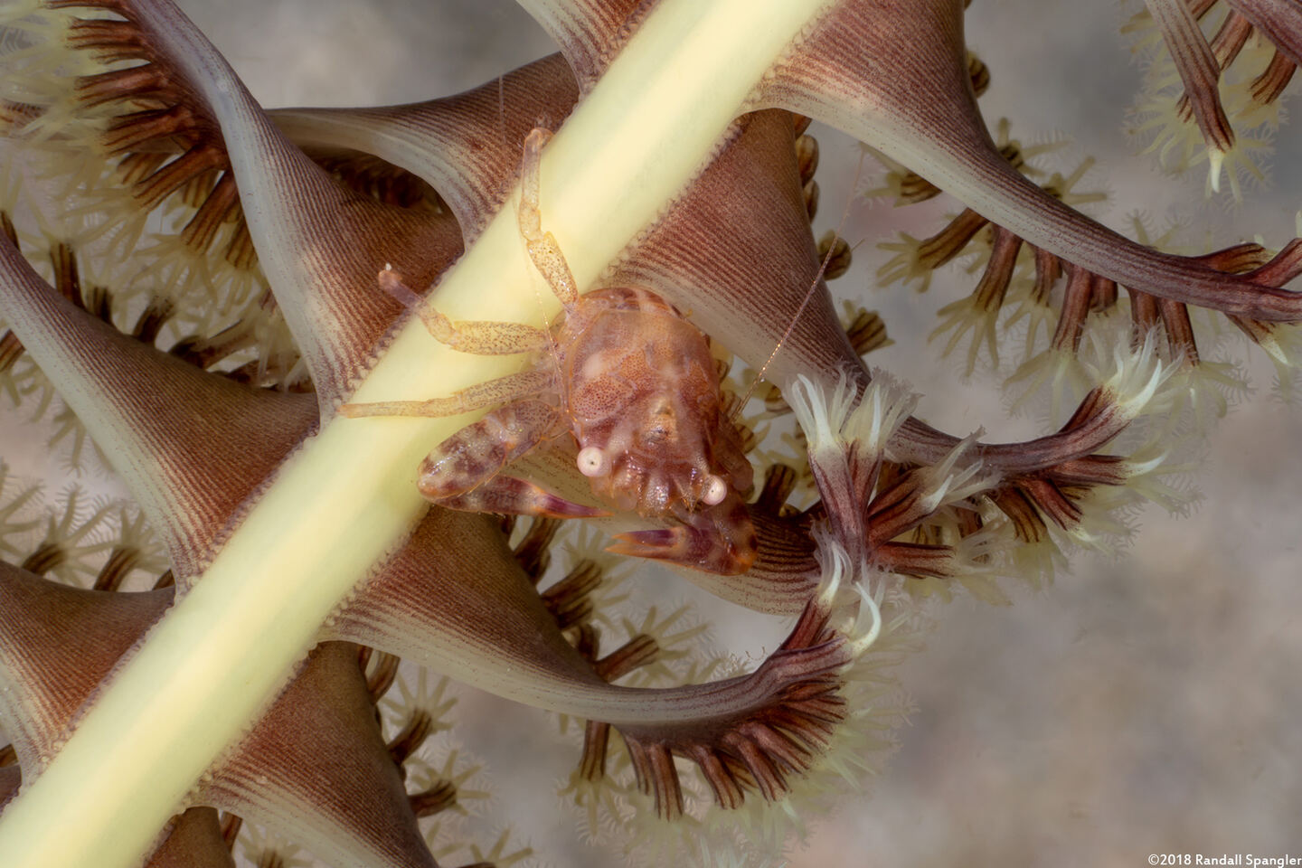 Lissoporcellana quadrilobata (Four-Lobed Porcelain Crab)