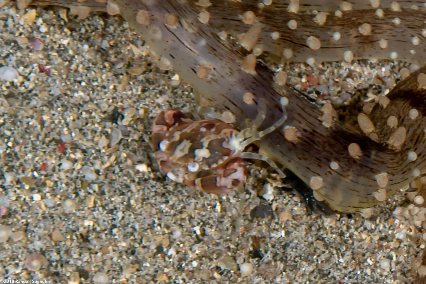 Lissocarcinus laevis (Harlequin Swimming Crab)