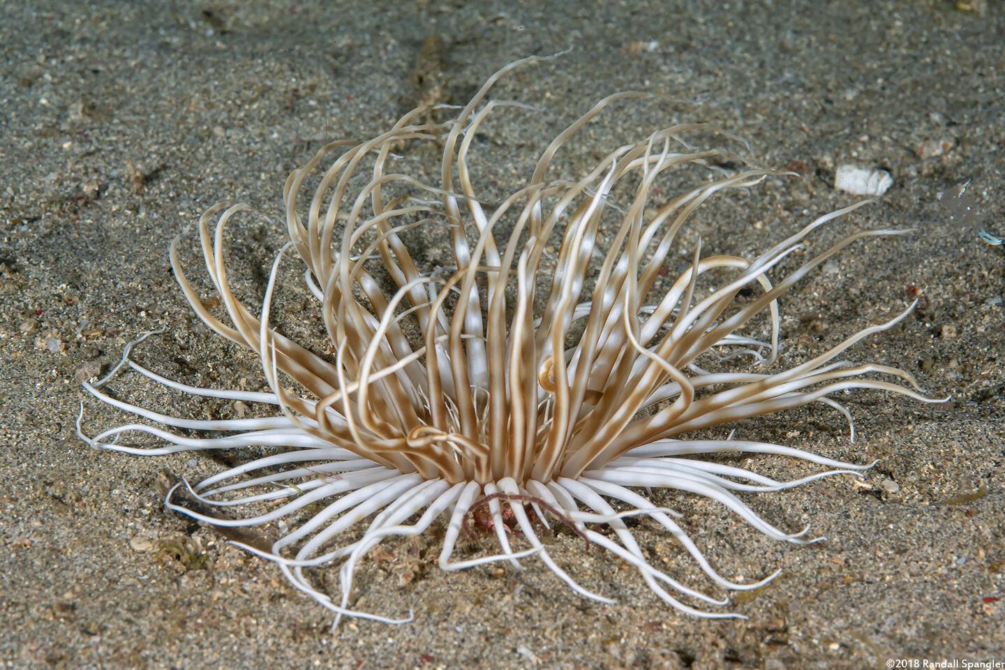 Pachycerianthus maua (Banded Tube Anemone)