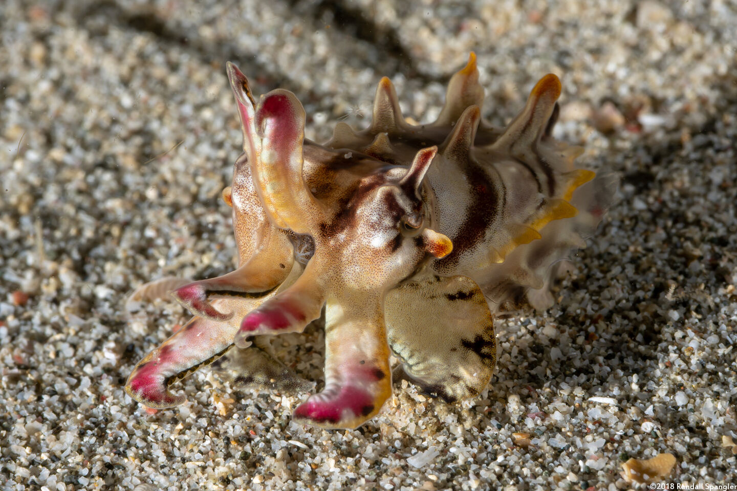Metasepia pfefferi (Flamboyant Cuttlefish)