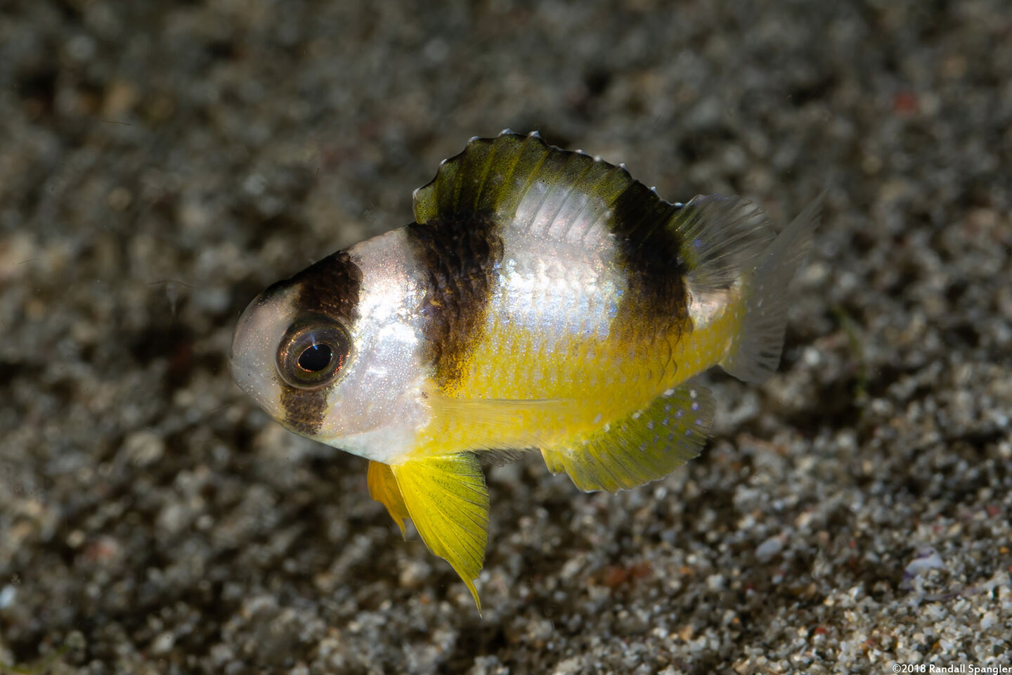Amblypomacentrus breviceps (Black-Banded Damsel)
