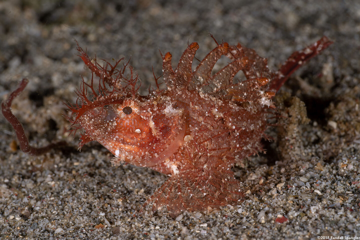 Pteroidichthys amboinensis (Ambon Scorpionfish)