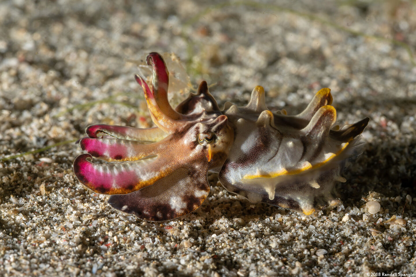 Metasepia pfefferi (Flamboyant Cuttlefish)