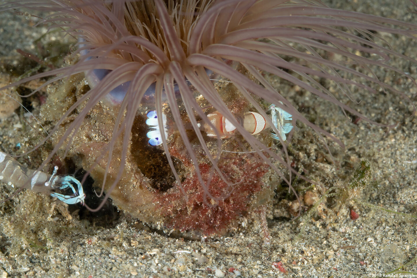 Ancylomenes magnificus (Magnificent Anemone Shrimp)