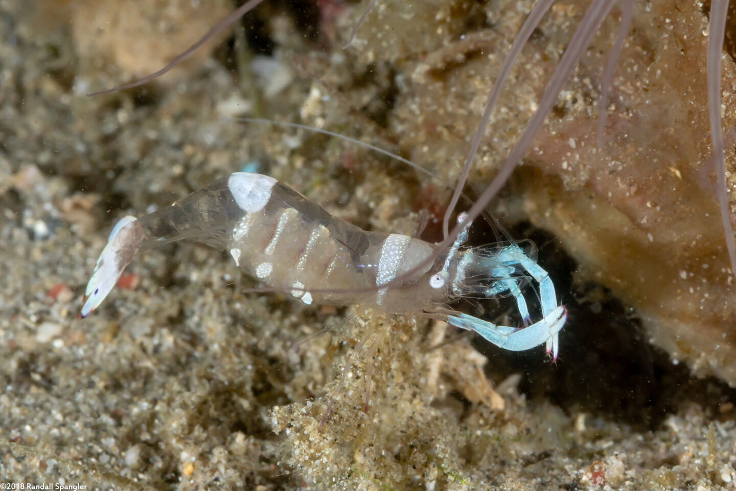 Ancylomenes magnificus (Magnificent Anemone Shrimp)