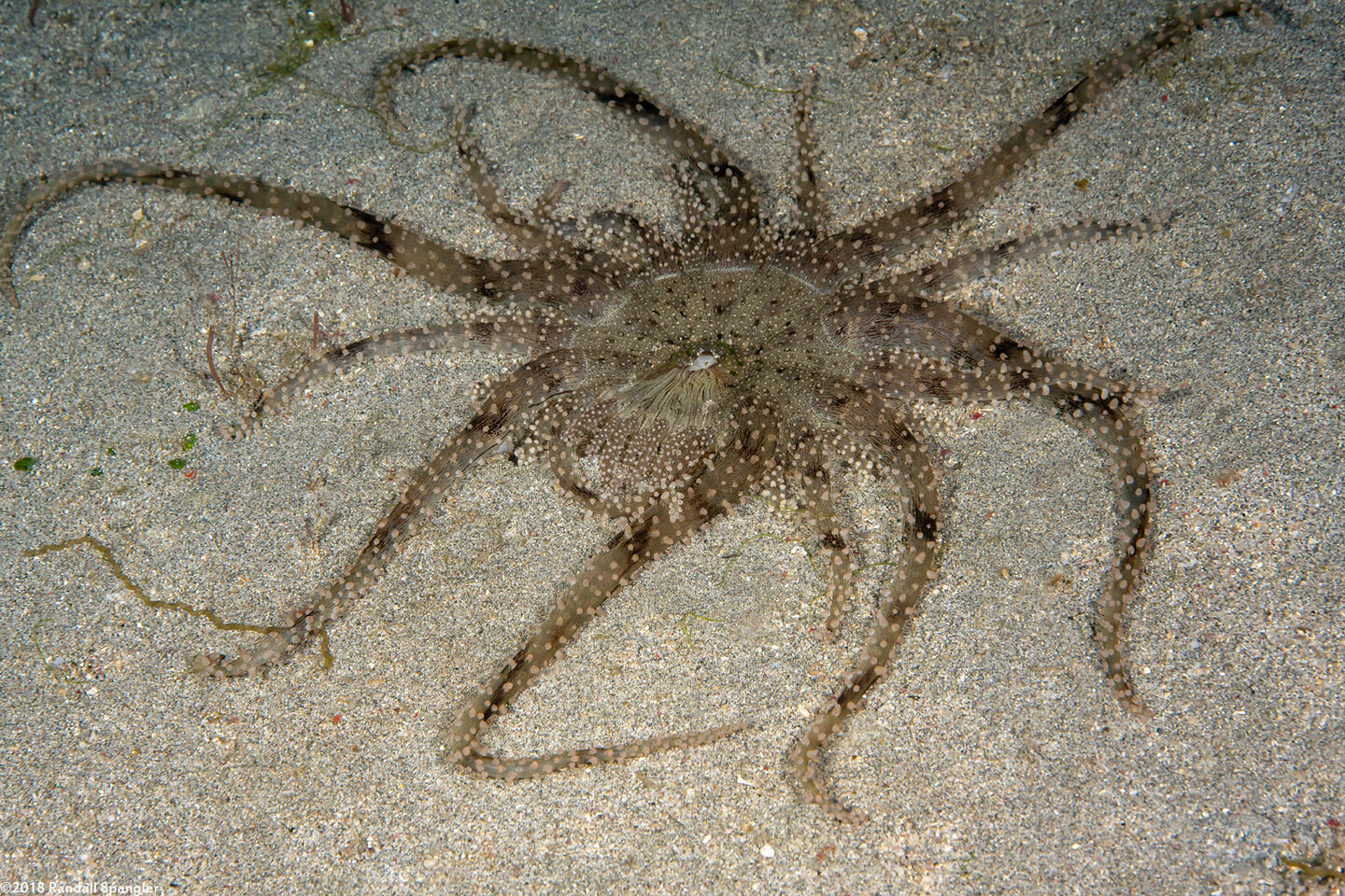 Actinostephanus haeckeli (Haeckel's Sand Anemone)