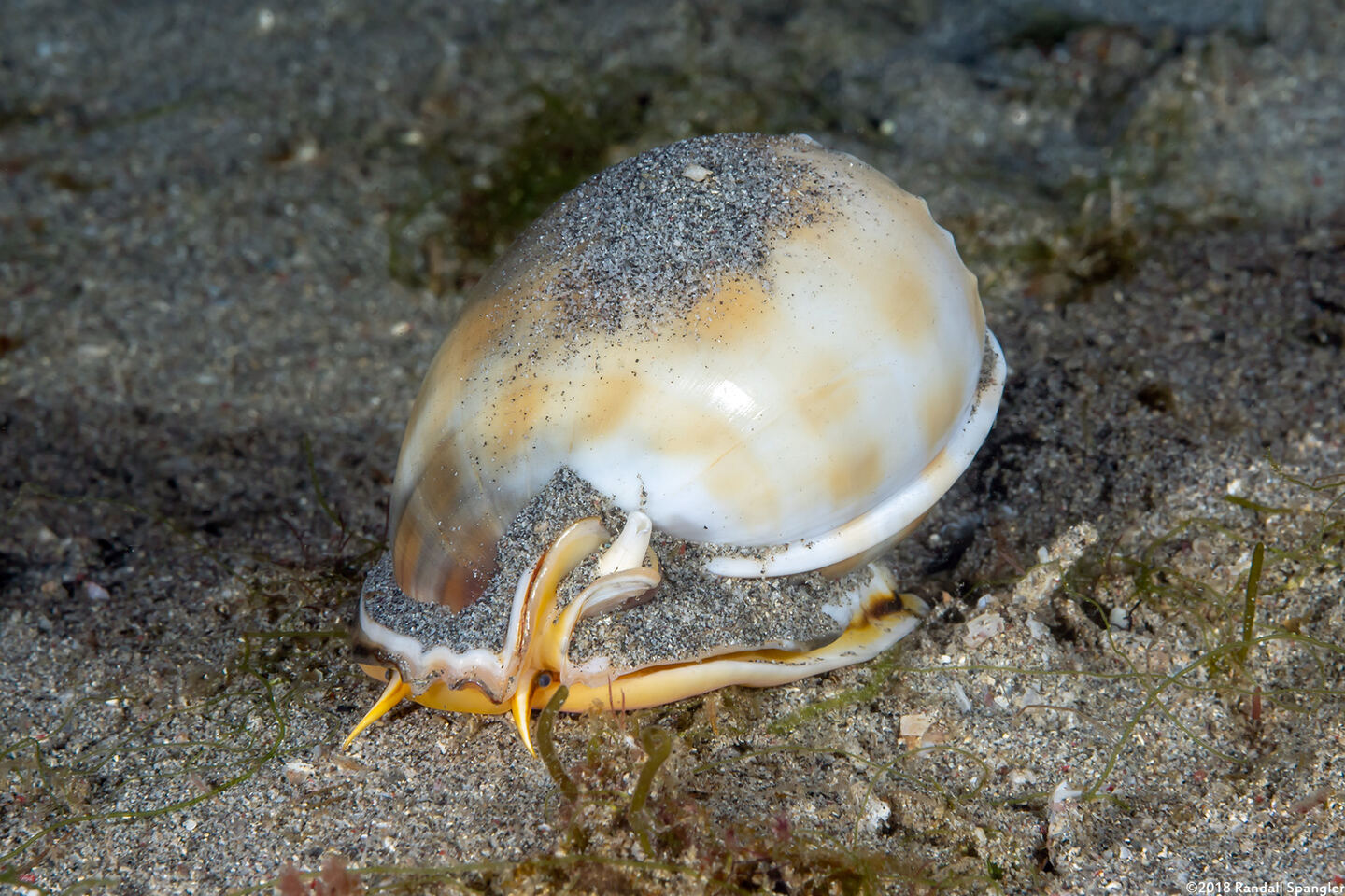 Phalium bandatum (Banded Bonnet)
