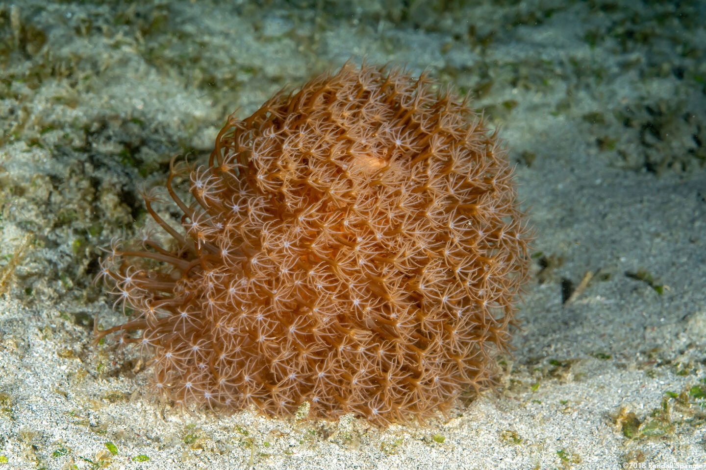 Cavernularia cf. obesa (Cavernularia cf. Obesa)