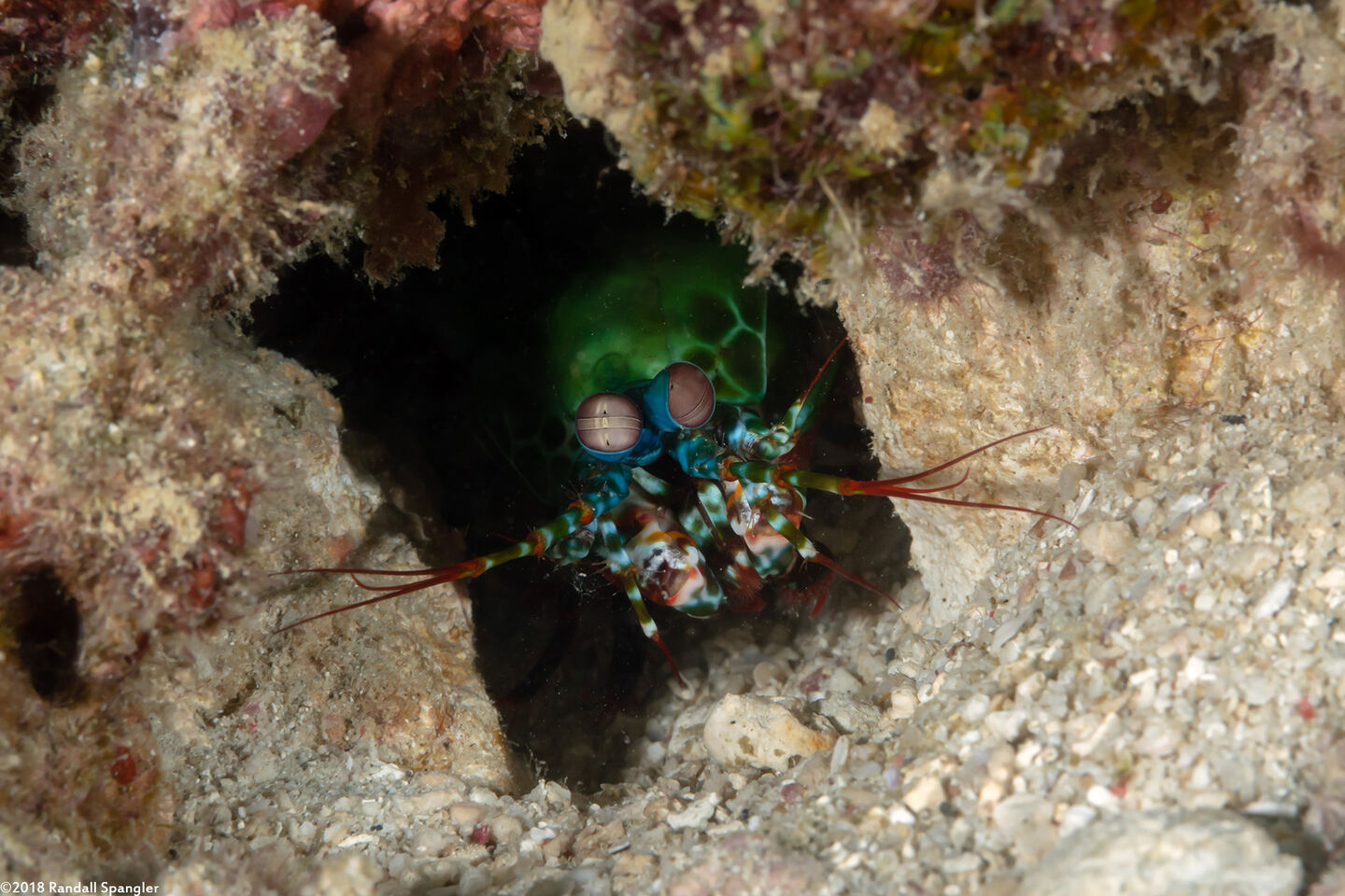 Odontodactylus scyllarus (Peacock Mantis Shrimp)