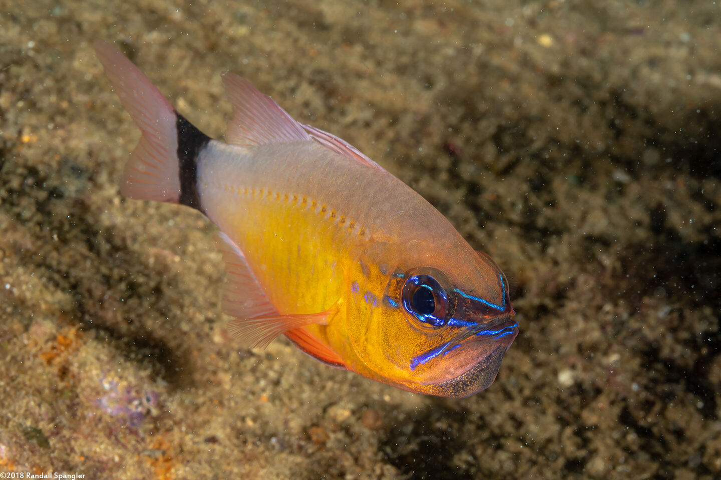 Ostorhinchus aureus (Ringtailed Cardinalfish)