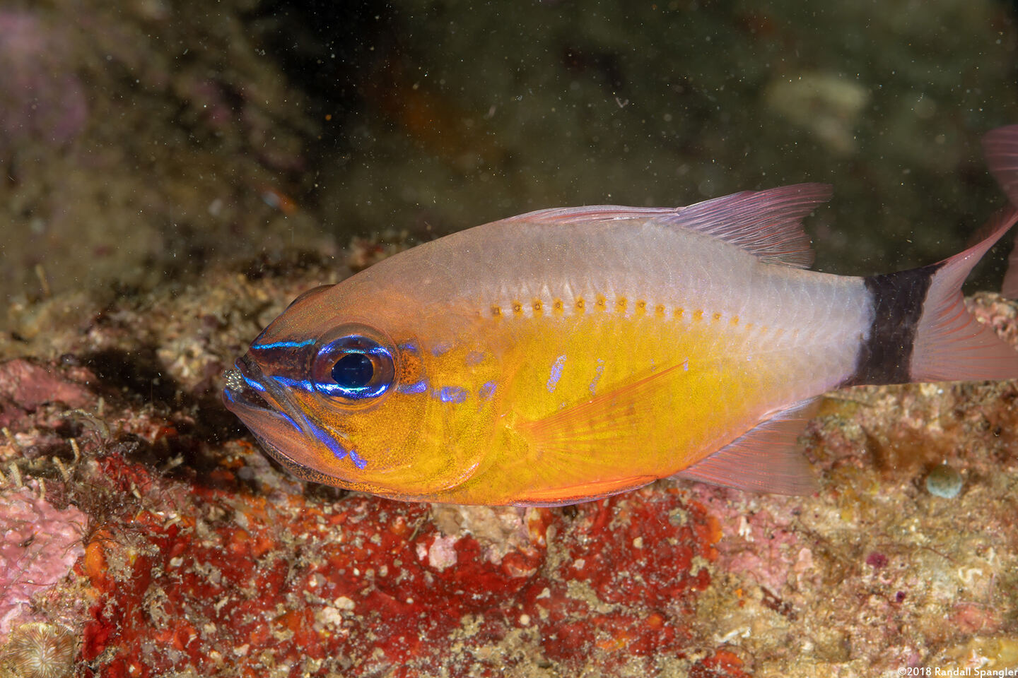 Ostorhinchus aureus (Ringtailed Cardinalfish)