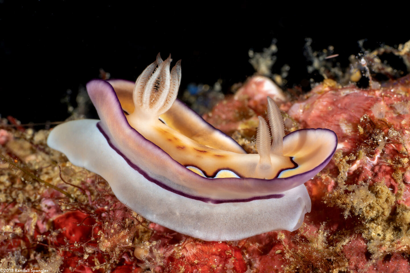 Goniobranchus coi (Co's Chromodoris)