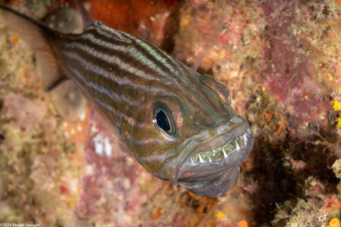 Cheilodipterus macrodon (Tiger Cardinalfish)
