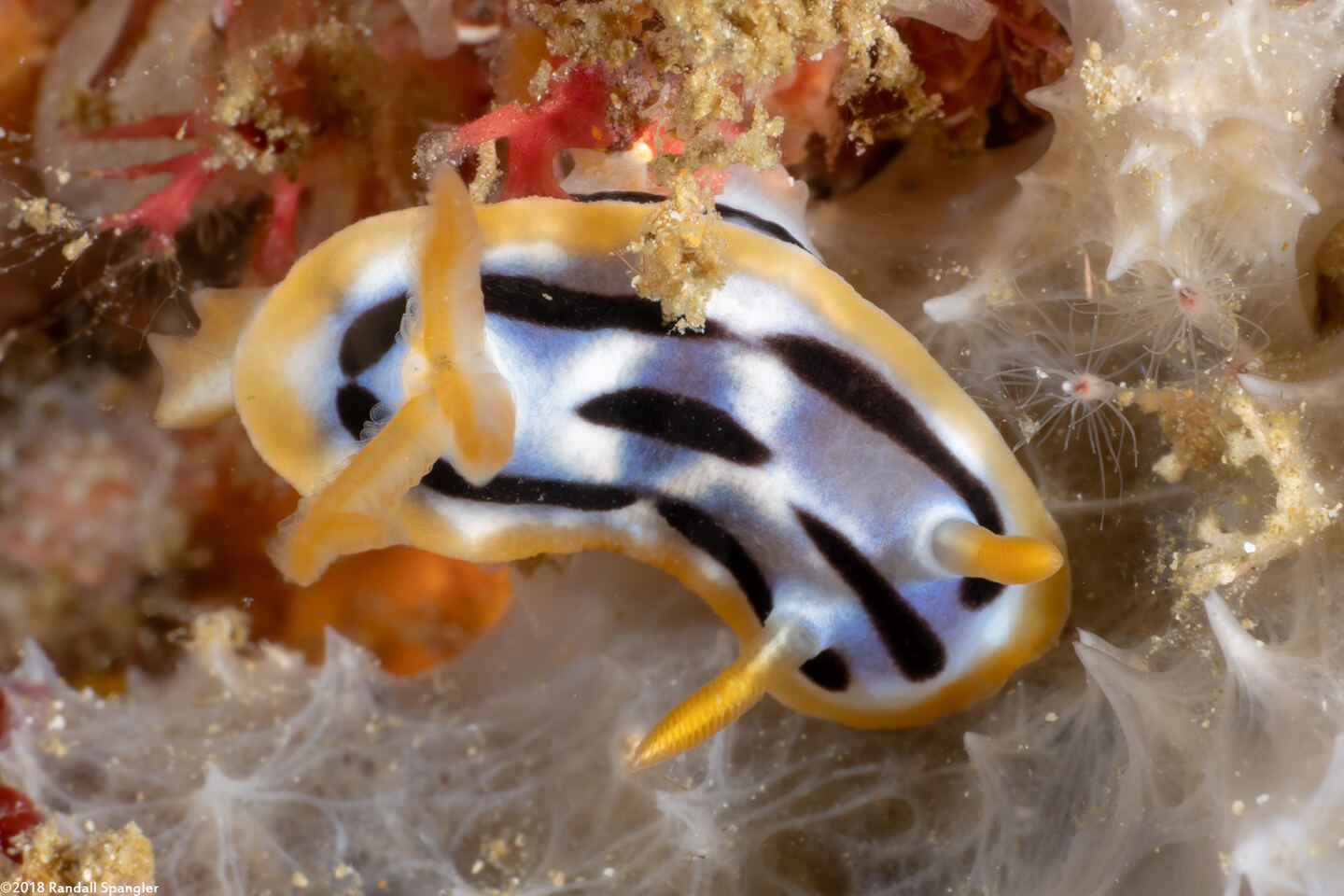 Chromodoris strigata (Streaked Chromodoris)