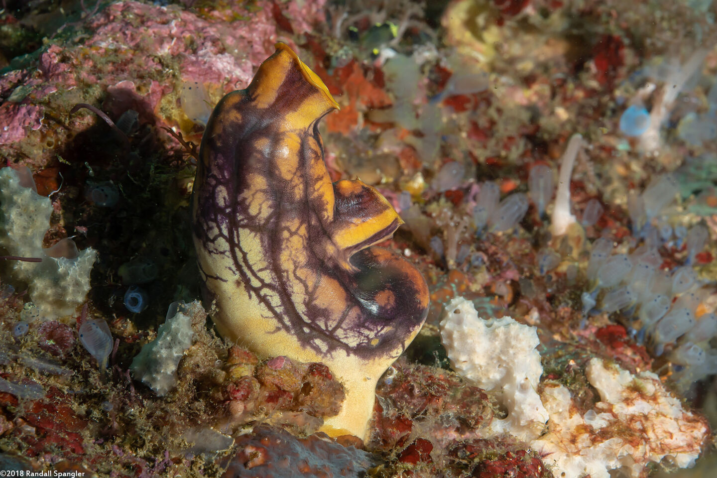 Polycarpa aurata (Ink-Spot Sea Squirt)