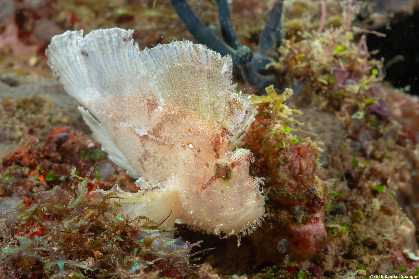 Taenianotus triacanthus (Leaf Scorpionfish)