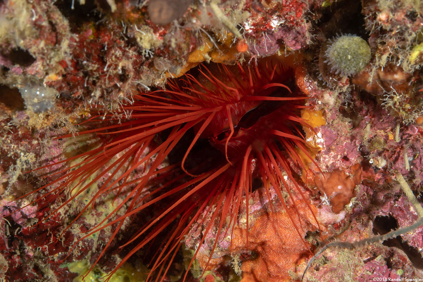 Ctenoides ales (Electric Fileclam)