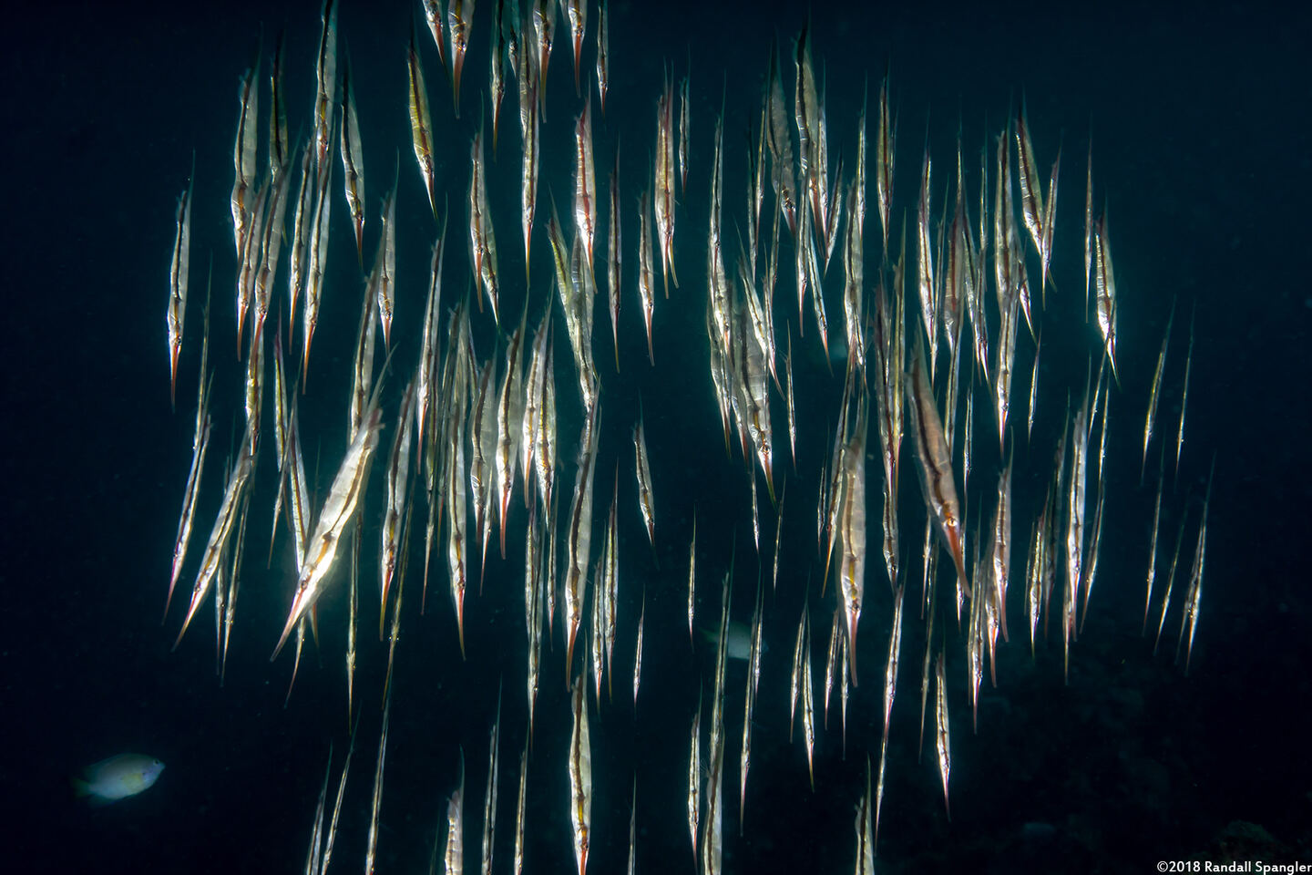 Centriscus scutatus (Rigid Shrimpfish)