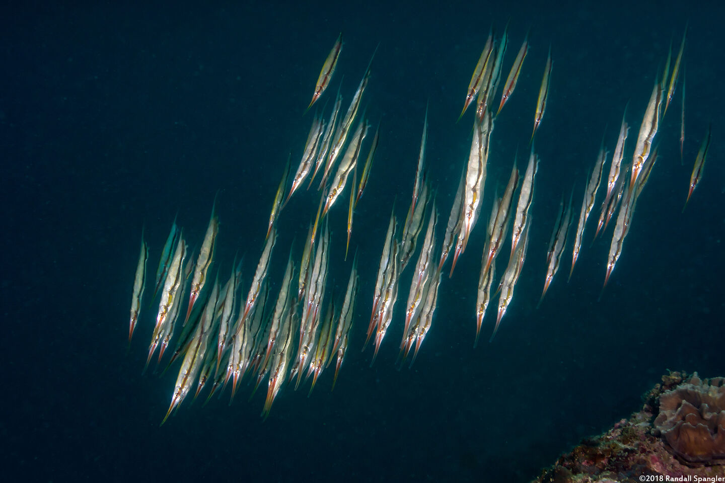 Centriscus scutatus (Rigid Shrimpfish)