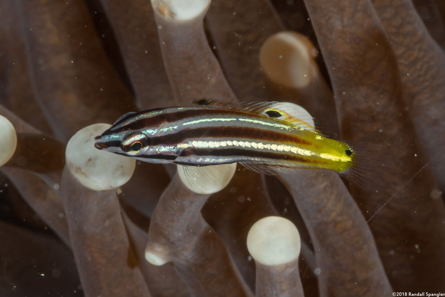Halichoeres prosopeion (Twotone Wrasse)