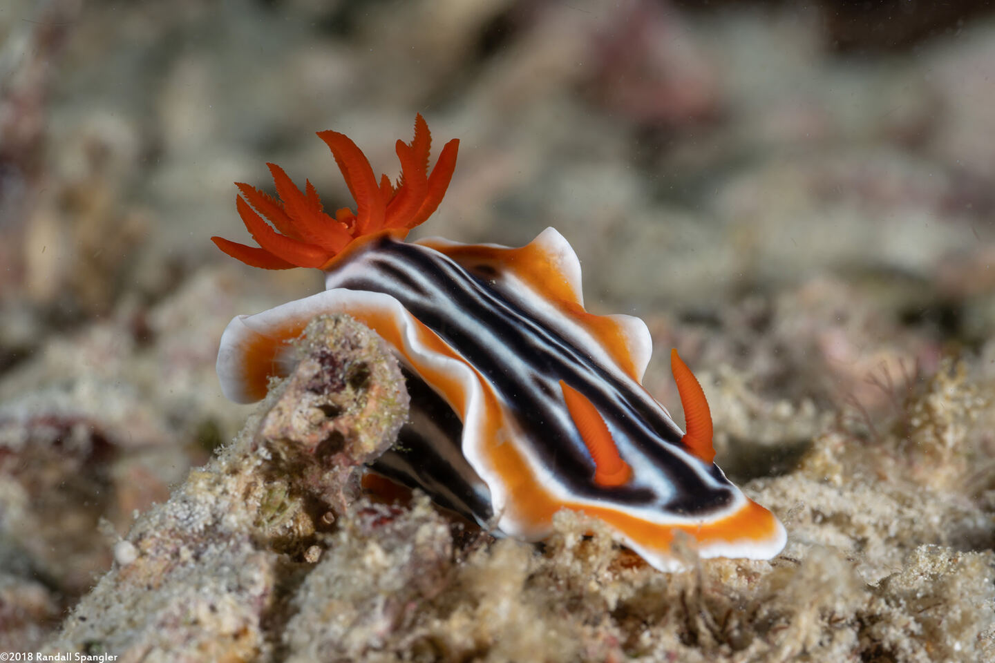 Chromodoris magnifica (Magnificent Chromodoris)
