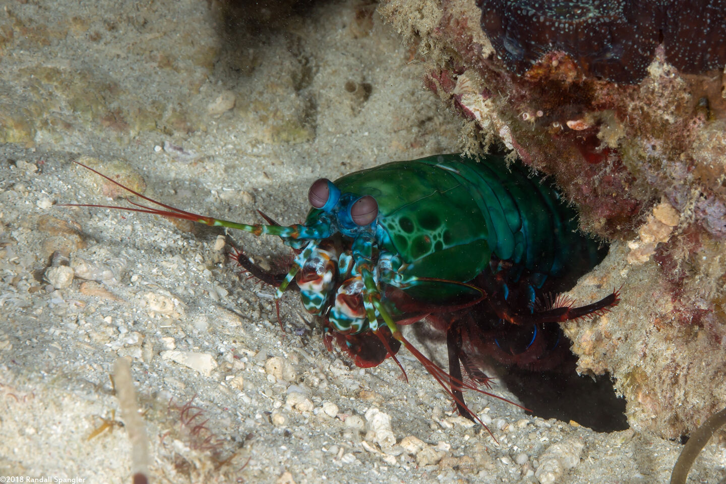 Odontodactylus scyllarus (Peacock Mantis Shrimp)