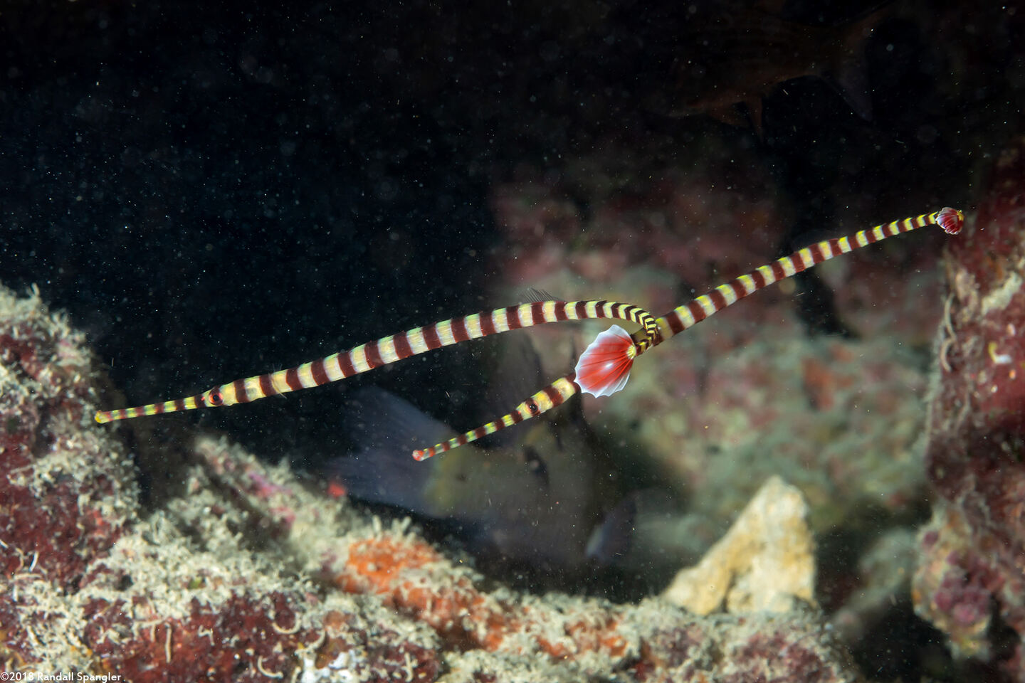 Dunckerocampus dactyliophorus (Ringed Pipefish)