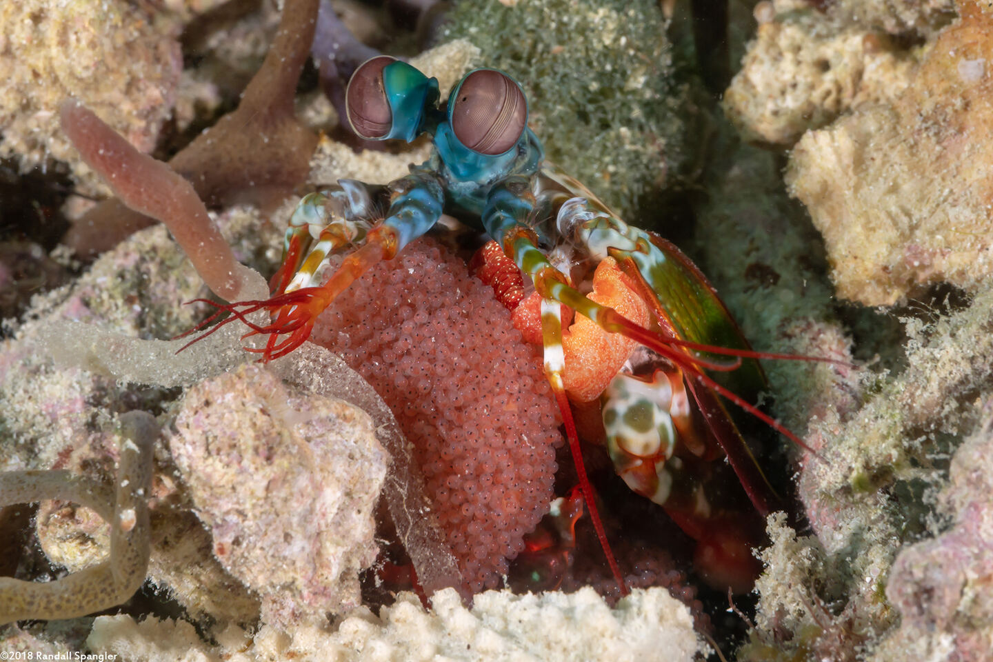 Odontodactylus scyllarus (Peacock Mantis Shrimp)