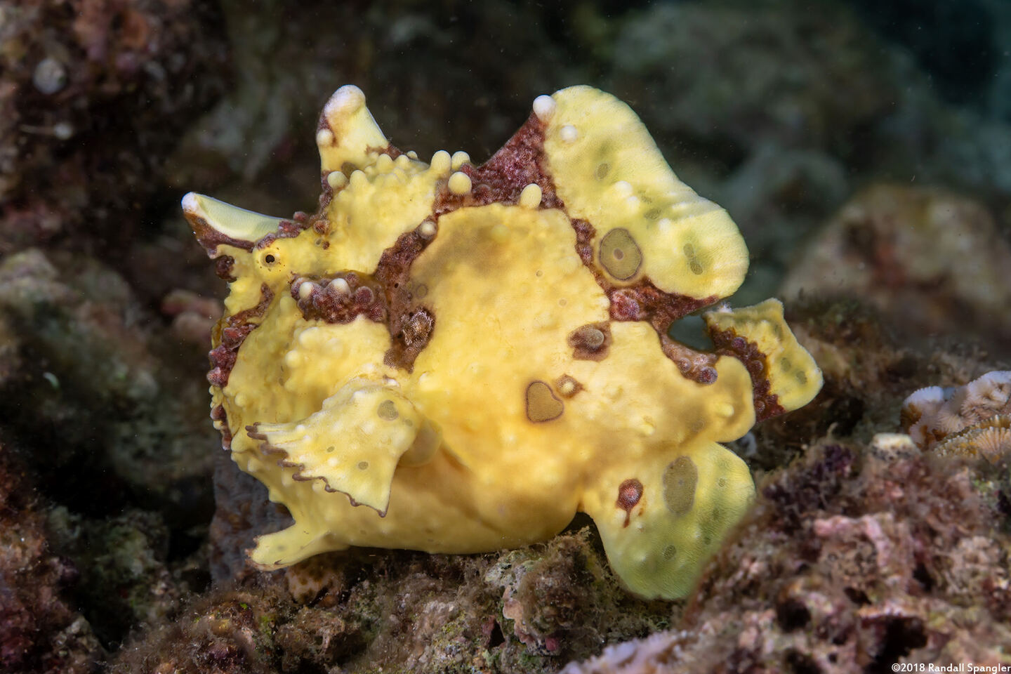 Antennarius maculatus (Warty Frogfish)