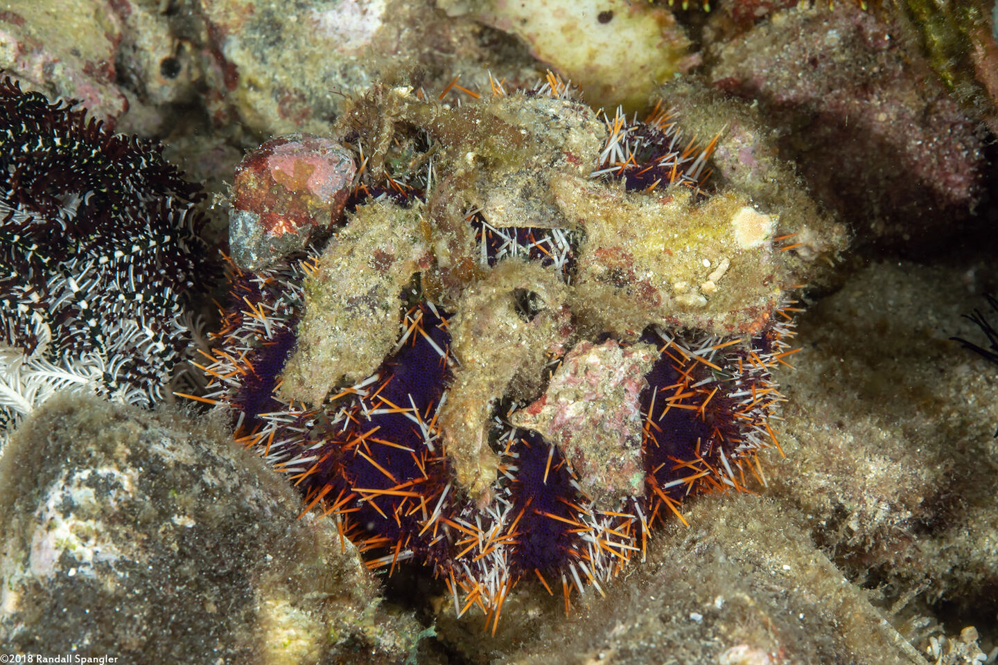 Tripneustes gratilla (Collector Urchin)