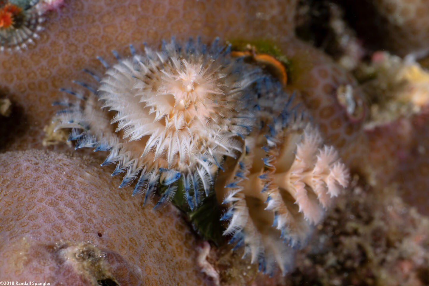 Spirobranchus sp.1 (Christmas Tree Worm)