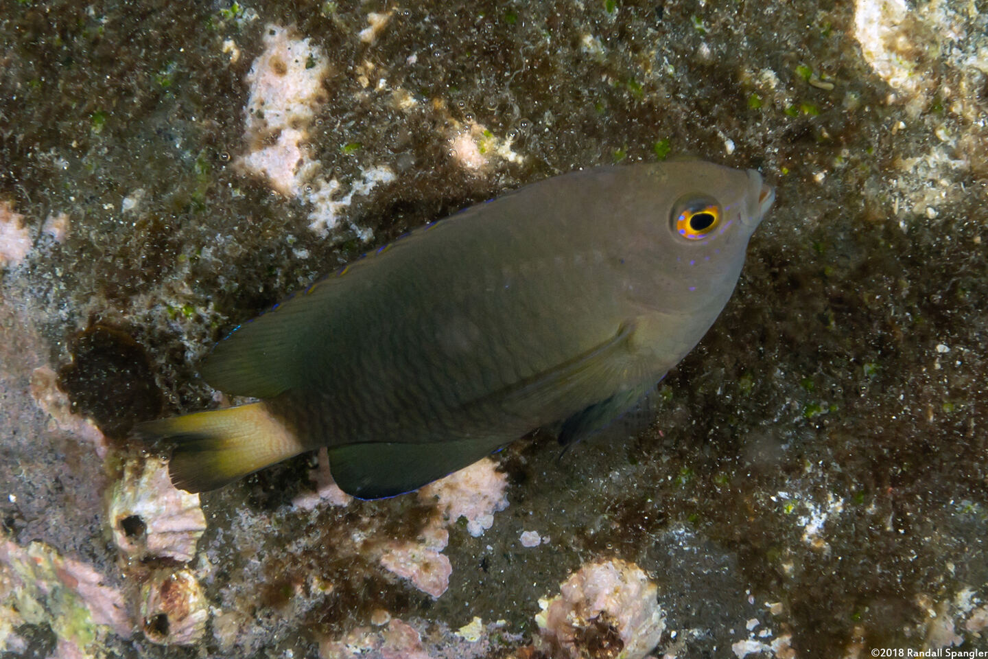Pomacentrus chrysurus (Whitetail Damsel)