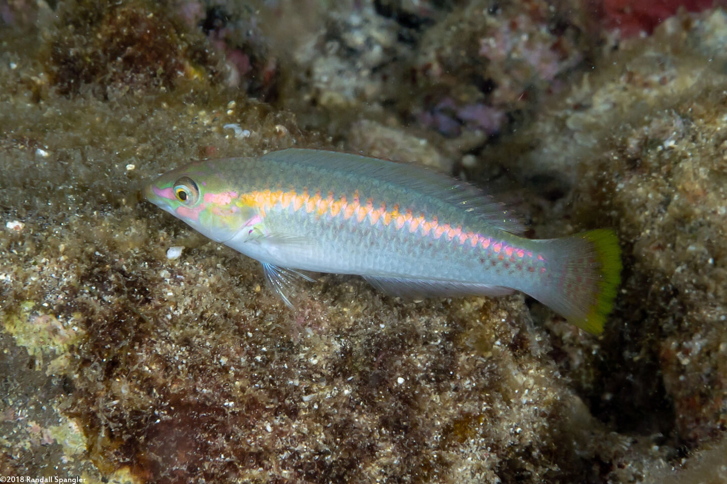 Halichoeres scapularis (Zigzag Wrasse)