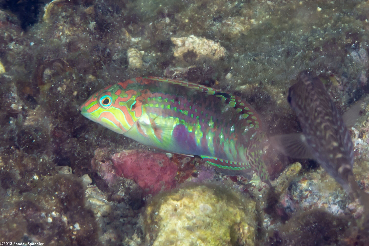 Halichoeres nebulosus (Nebulous Wrasse)