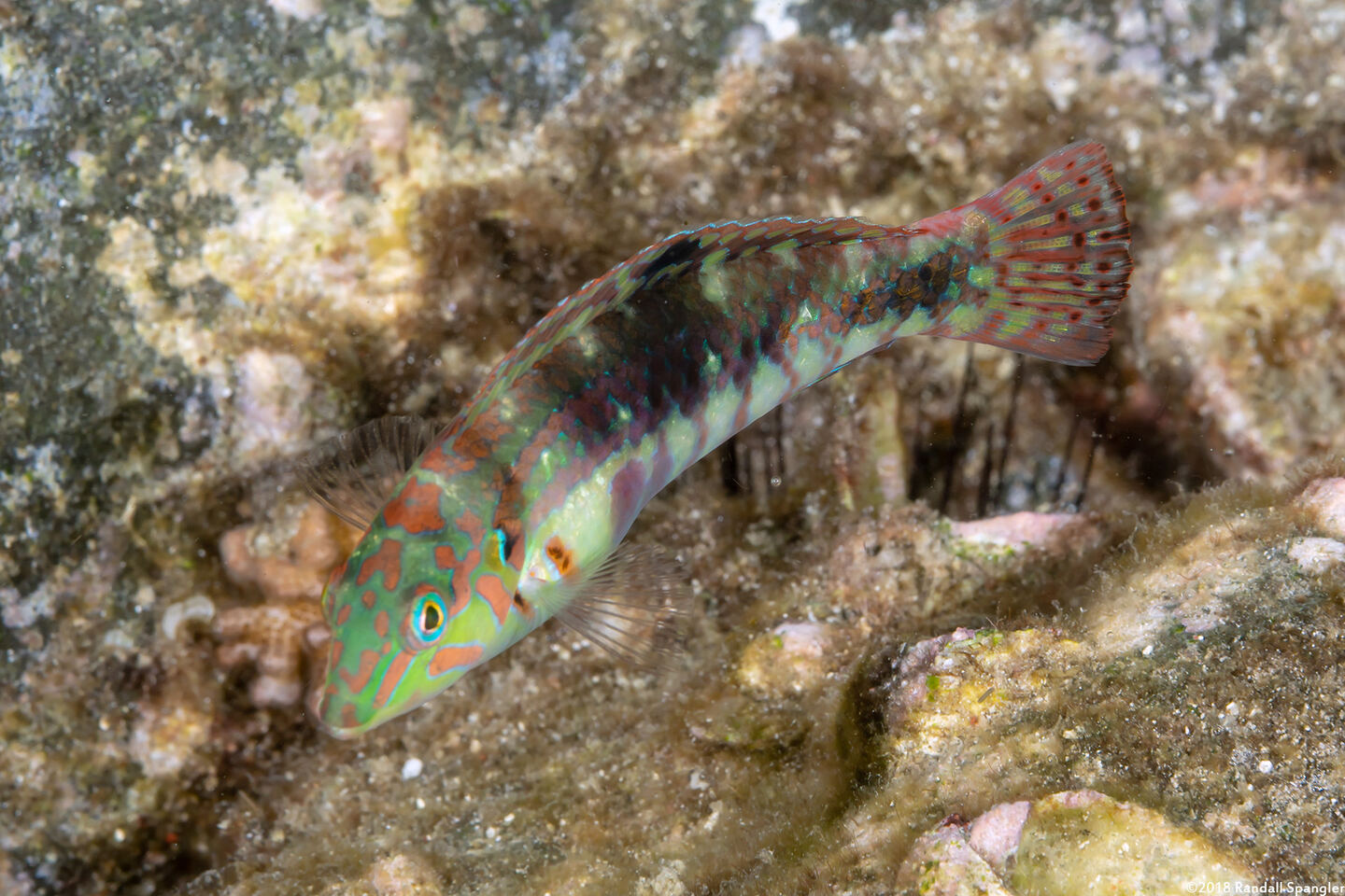 Halichoeres nebulosus (Nebulous Wrasse)