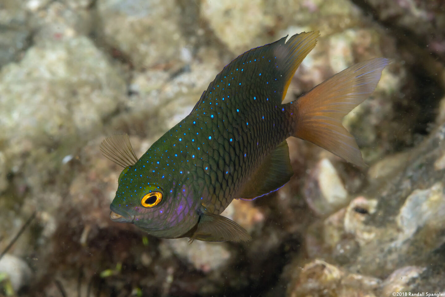 Plectroglyphidodon lacrymatus (Jewel Damsel)