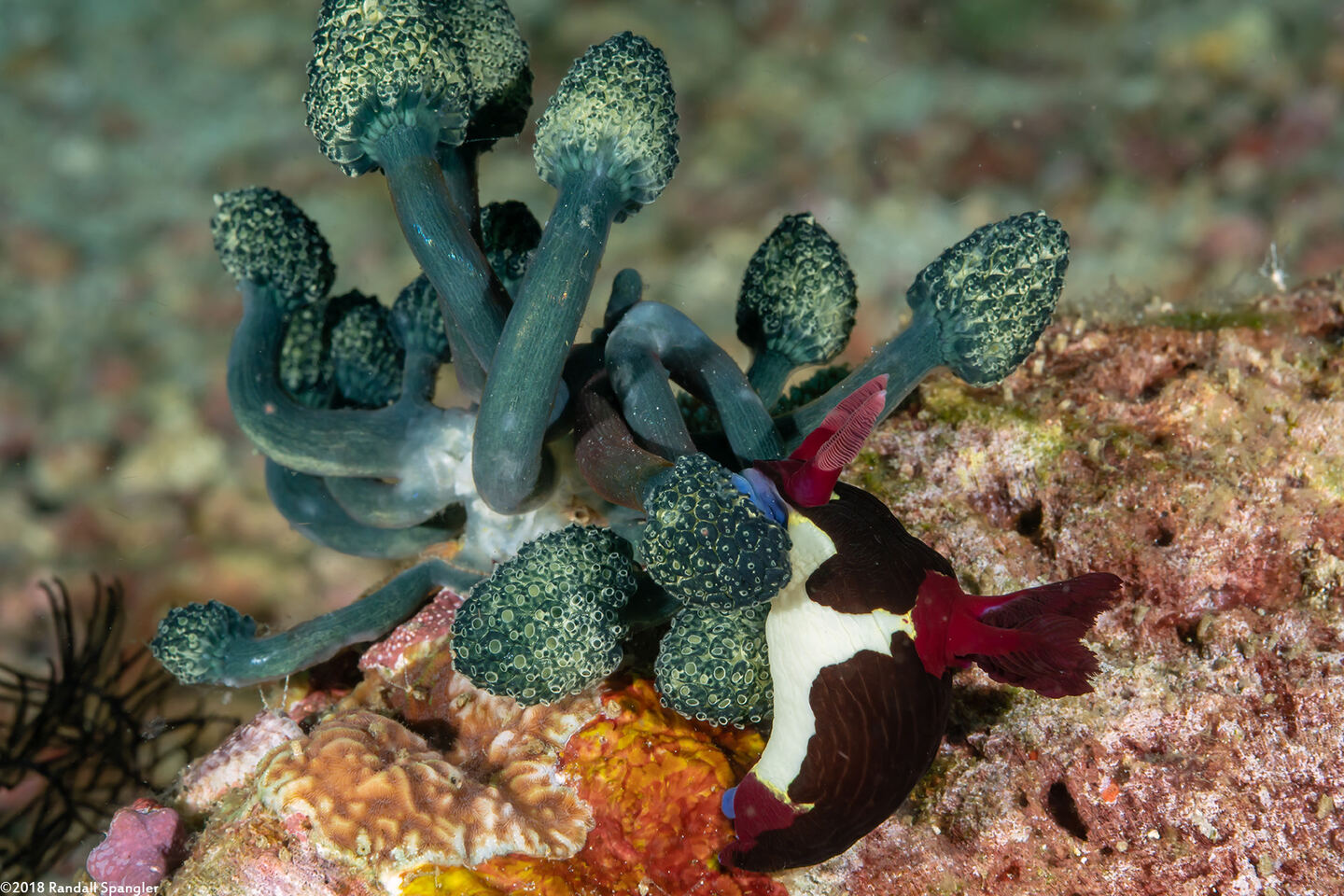 Nembrotha chamberlaini (Chamberlain's Nembrotha); Nembrotha eating tunicates