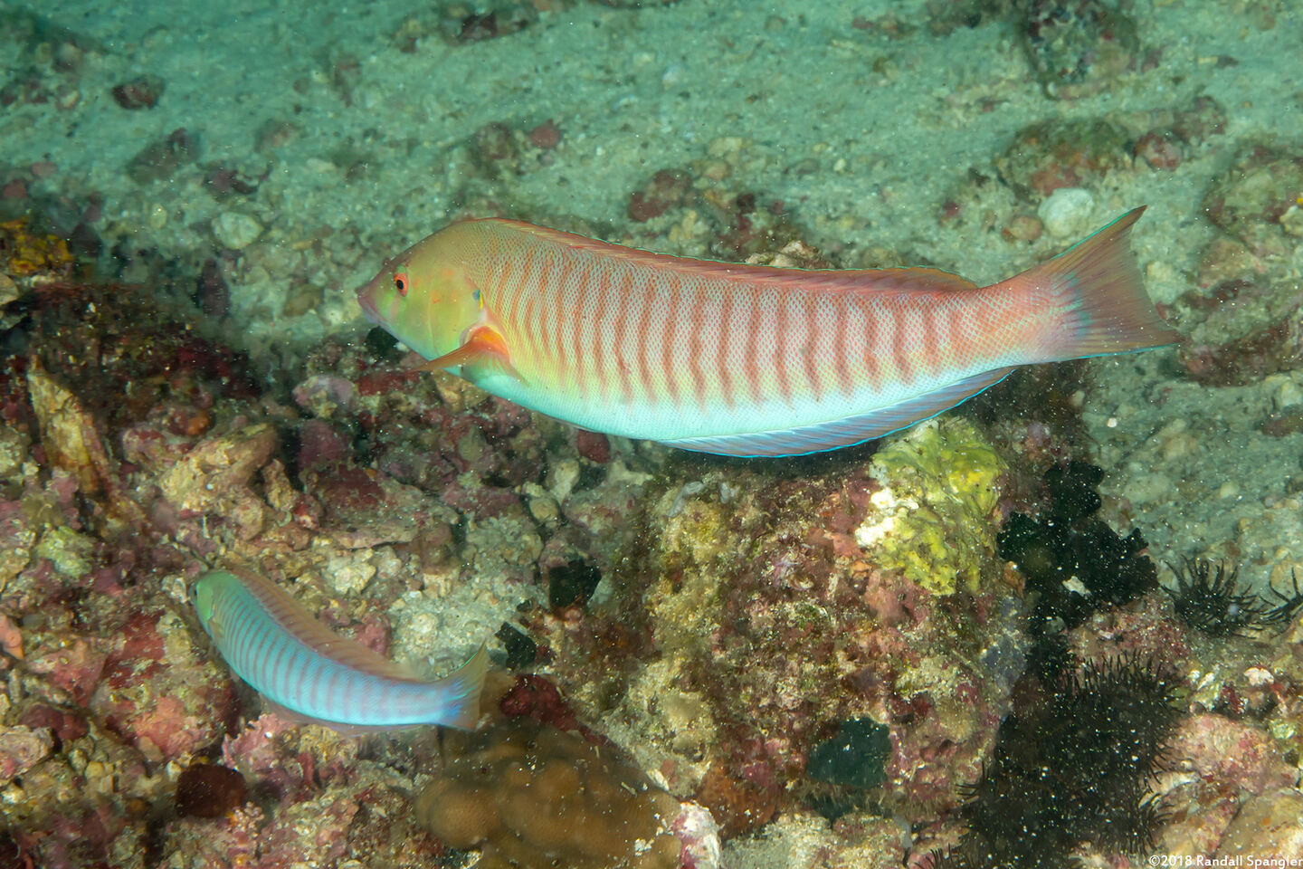 Hologymnosus doliatus (Pastel Ring Wrasse)
