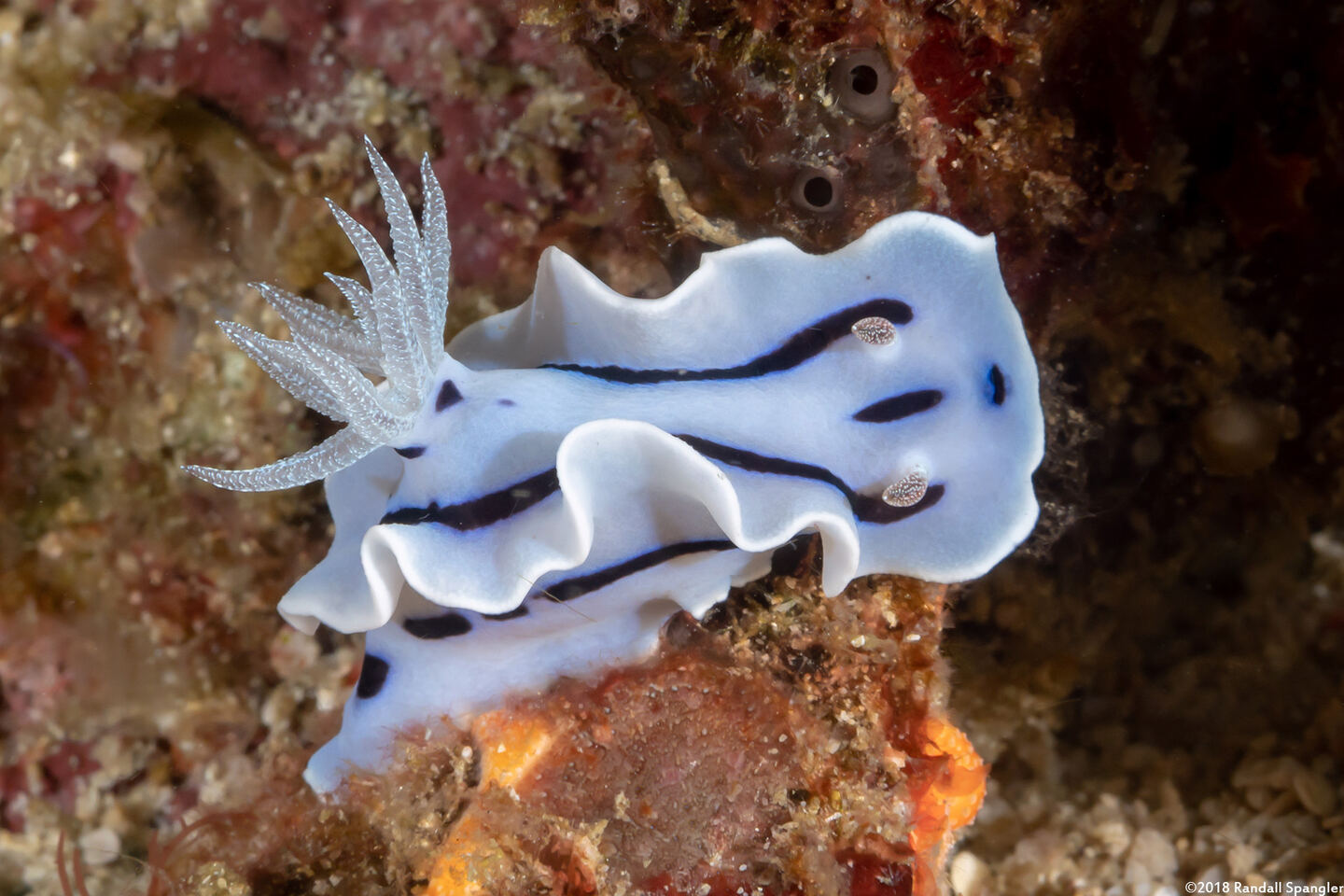 Chromodoris willani (Willan's Chromodoris)