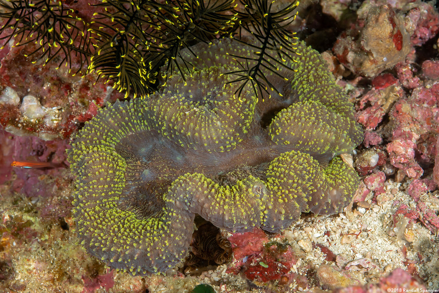 Lobophyllia hemprichii (Lobed Brain Coral)