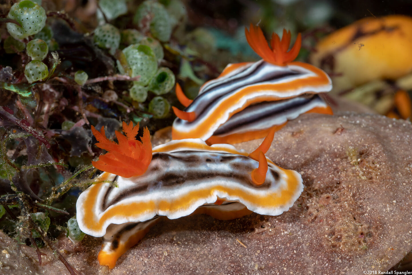 Chromodoris magnifica (Magnificent Chromodoris)