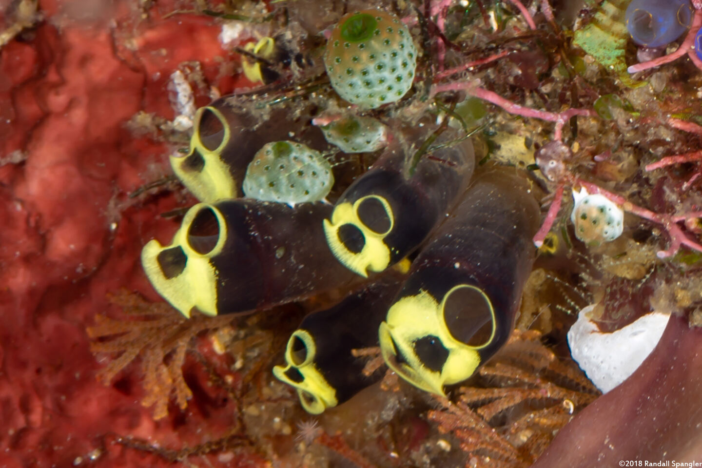 Clavelina robusta (Robust Clavelina)